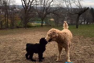Nazareth Borough Dog Park photo 1